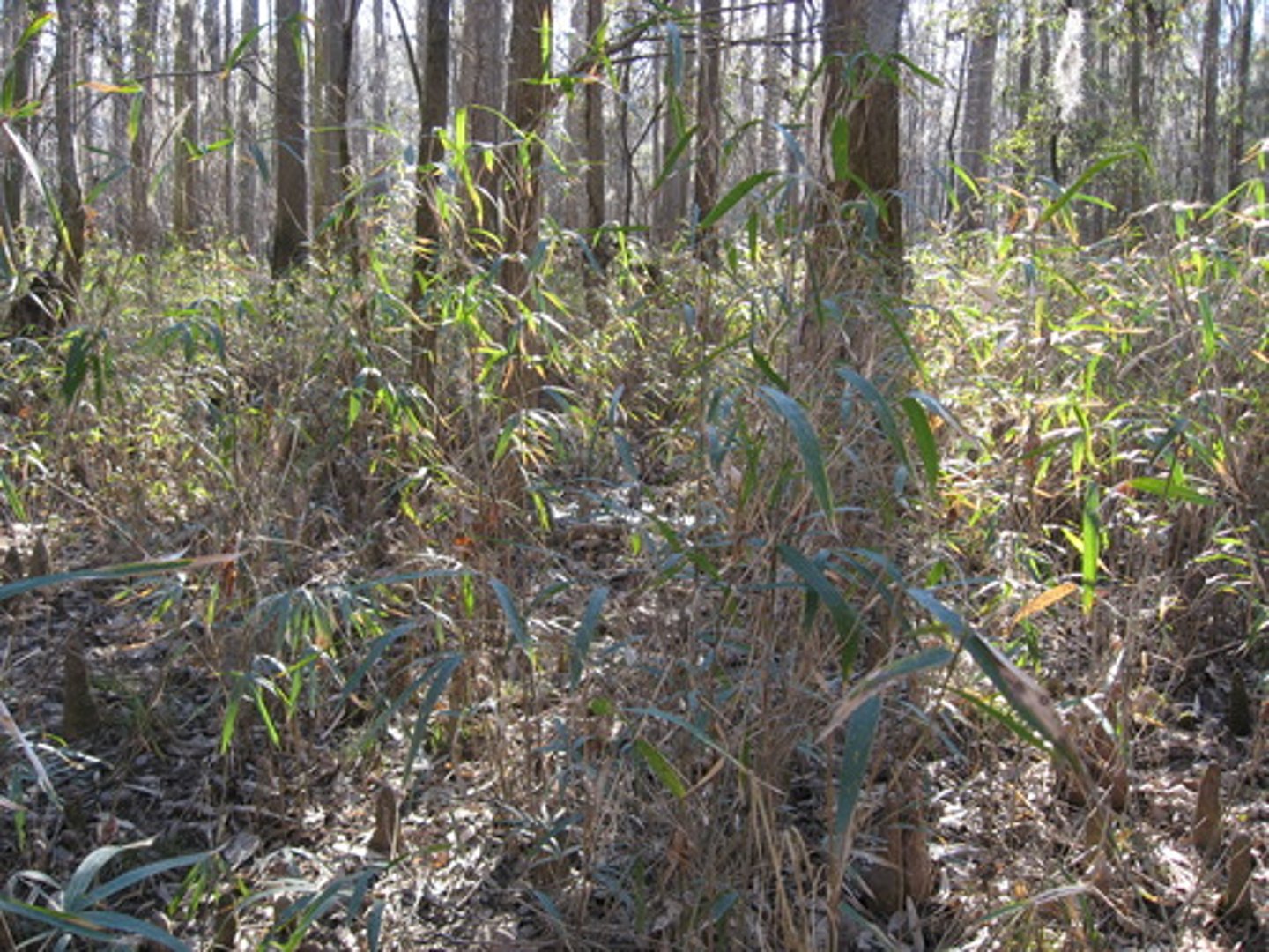<p>easily confused with bamboo</p>