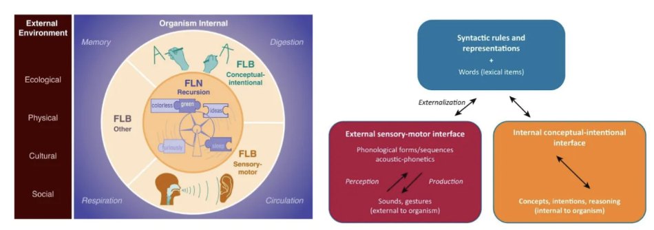 <p>the <strong>biological capacity</strong> humans have to acquire, understand, and use language</p><ul><li><p>It's a term often associated with <u>Noam Chomsky</u> and his theories on how language is rooted in human cognition</p><p></p></li></ul><p>Language is not just speech or communication — it is a <strong>cognitive system</strong> composed of:</p><ul><li><p>A <strong>computational core</strong> (syntax/recursion)</p></li><li><p>Interfaces with <strong>thought</strong> and <strong>sensory-motor systems</strong></p></li></ul><ul><li><p><strong>Only humans</strong> seem to possess the full package (FLN), though parts (FLB) are present in other animals.</p></li></ul><p></p><p>RIGHT DIAGRAM:</p><ol><li><p><strong>Syntactic Rules and Lexical Representations (Blue Box)</strong></p><ul><li><p>Internal grammar system that creates structured sentences</p></li><li><p>Combines with vocabulary (lexical items)</p></li></ul></li><li><p><strong>Internal Conceptual-Intentional Interface (Orange Box)</strong></p><ul><li><p>Deals with <strong>meaning</strong>, <strong>reasoning</strong>, and <strong>intention</strong></p></li><li><p>Where <strong>thoughts</strong> are formulated before being put into language</p></li></ul></li><li><p><strong>External Sensory-Motor Interface (Red Box)</strong></p><ul><li><p>How language is <strong>perceived and produced</strong> (e.g., speech, sign, hearing)</p></li><li><p>Converts linguistic structures into physical signals (and vice versa)</p></li></ul></li></ol><p>→ Arrows show <strong>bidirectional flow</strong>: We understand language by mapping sounds/gestures back to structured meanings, and we produce language by mapping thoughts into words and sound</p>