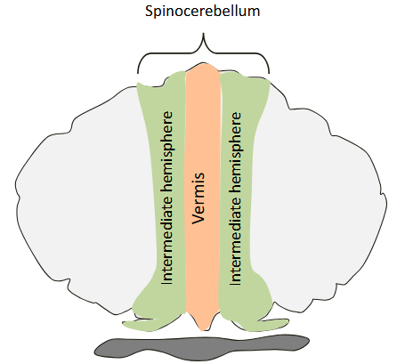 <p>It receives massive somatic sensory input (mainly proprioceptive) as well as efference copy of motor commands, through mossy fibers, coming either directly from the spinal cord or from the cord by way of the brainstem reticular formation</p><ul><li><p>Coordination of the limbs</p></li><li><p>Output: brainstem</p></li></ul><p></p>