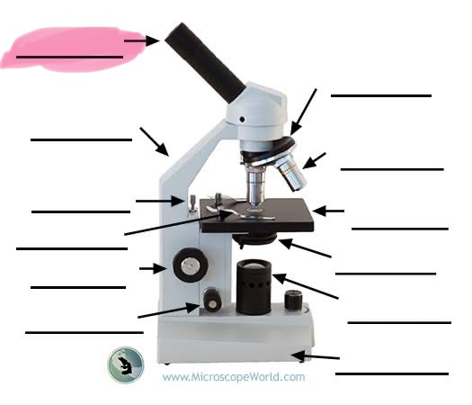 <p>label the highlighted </p>