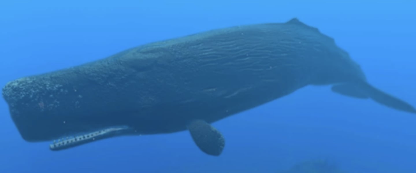 <p>Family, Subclade, Clade, Infraclass, Subclass</p><p>-giant head, small mouth</p>