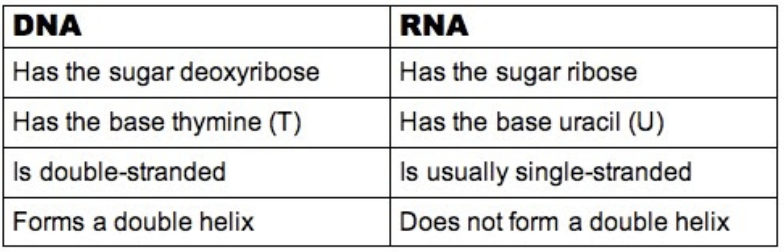 dna vs rna