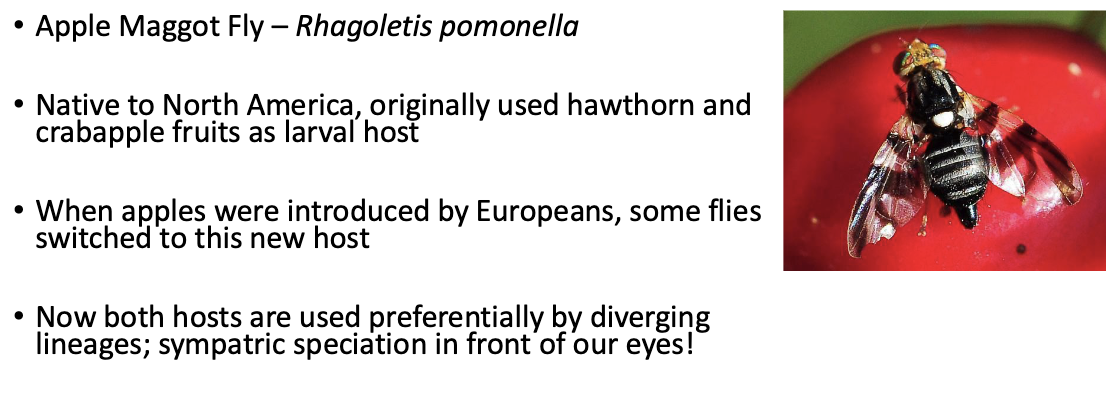 <ul><li><p><strong>Def:</strong> speciation that occurs even when the diverging populations are not geographically separated </p><ul><li><p>disruptive force most often ecologically or behaviorally-based, leading to changes in niche partitioning or sexual selection pressures </p></li></ul></li></ul><p></p>
