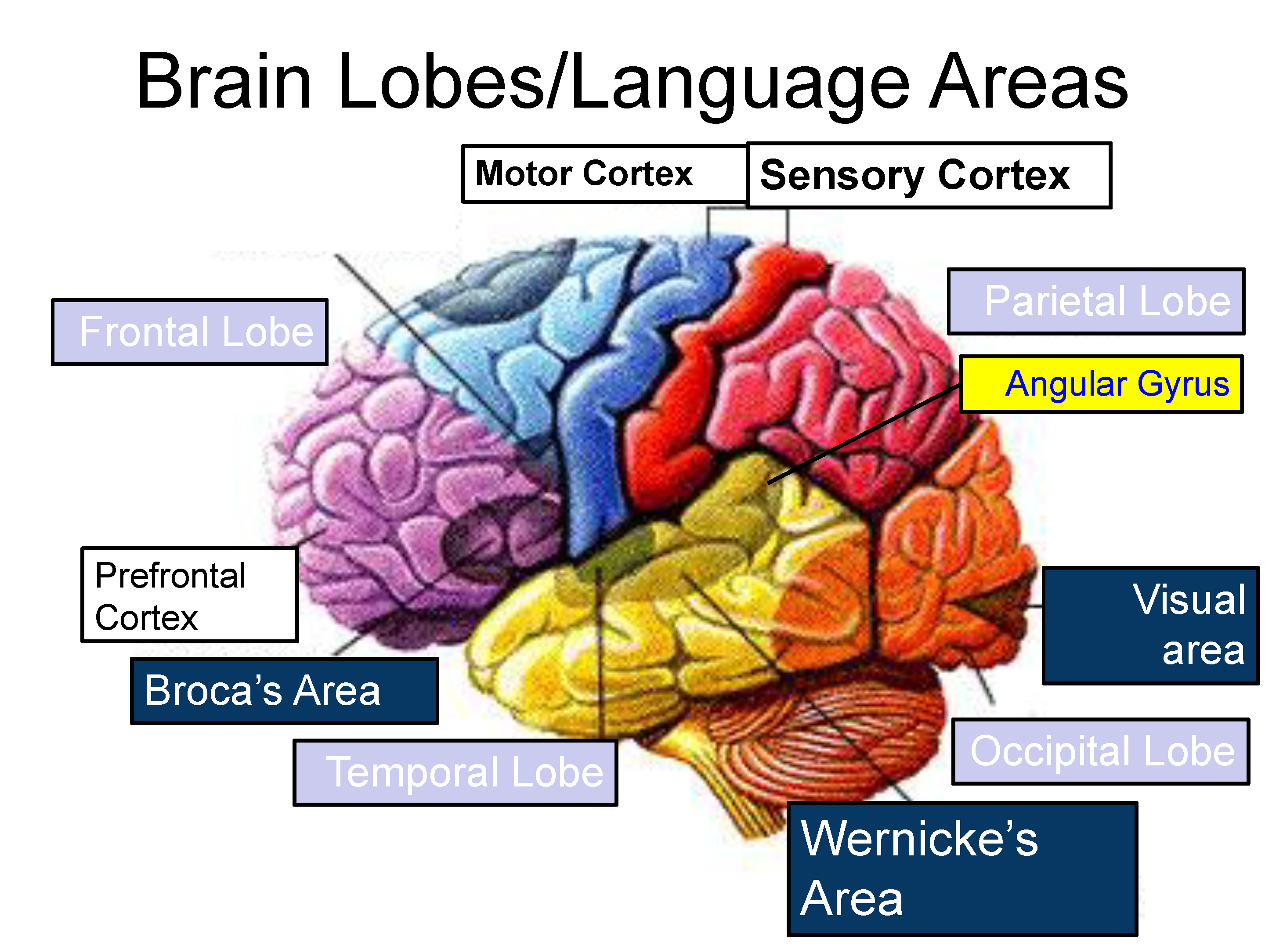 <p>a brain area involved in language comprehension and expression; usually in the left temporal lobe</p>