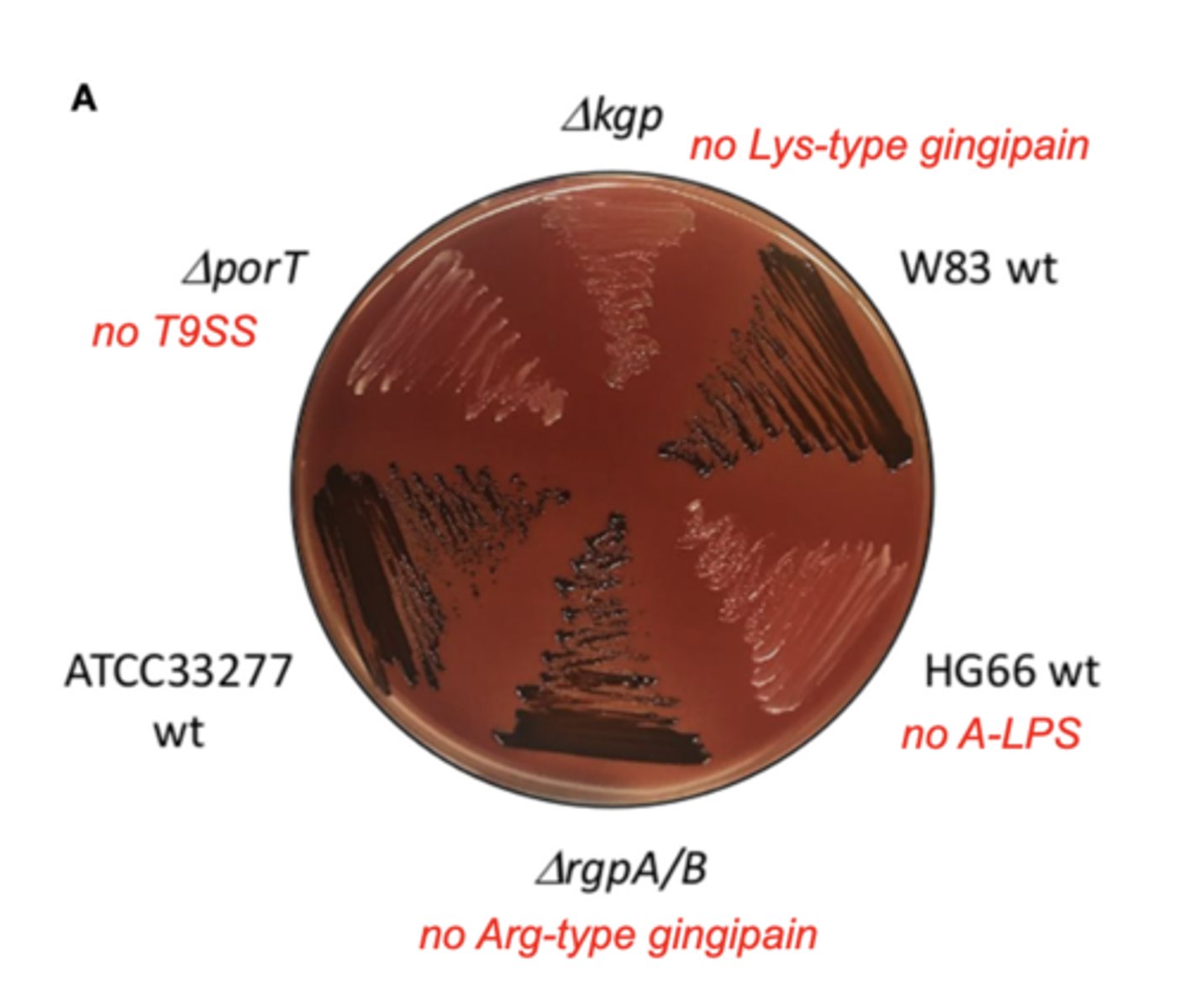<p>a defective type ix secretion system (T9SS) won't allow for the secretion of virulence factors like gingipains; results in reduced virulence, impaired protein secretion, and altered surface structure.</p>