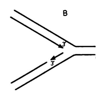 <p>mode of DNA replication where 1 strand (leading strand) is synthesized continuously while other strand (lagging strand) is synthesized in short segments (Okazaki fragments) due to the antiparallel nature of the DNA double helix</p>