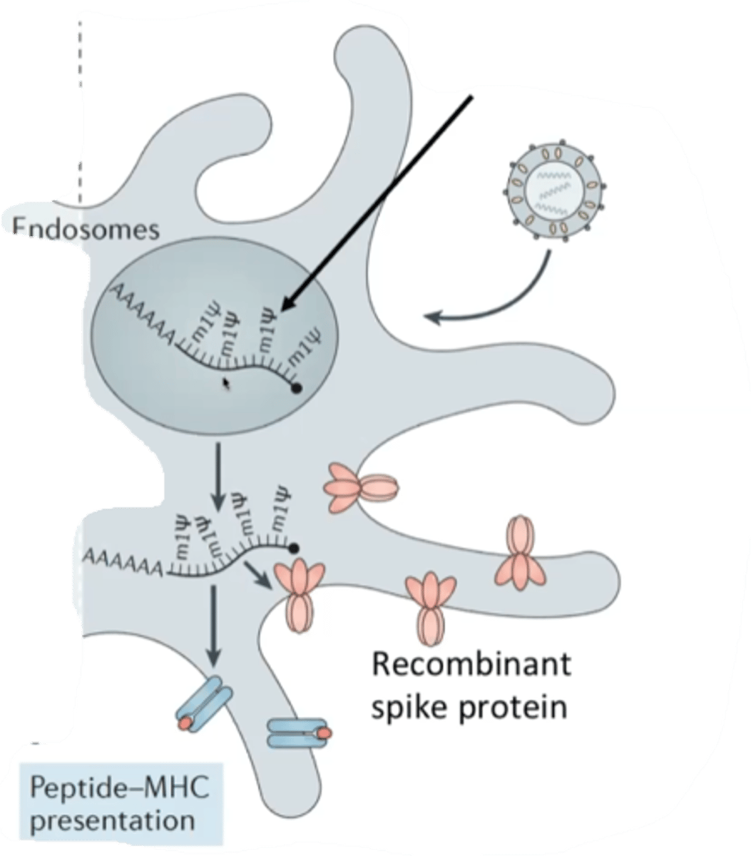 <p>Modified urasil bases that translate correctly, but are resistant to degredation</p>