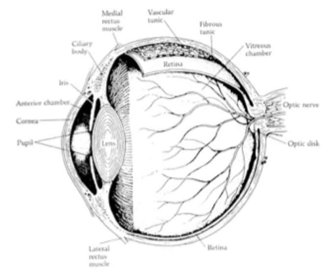 <ul><li><p><strong>Iris</strong>= can extend and contract them, this changes the size of your pupil</p></li><li><p><strong>Pupil</strong>= becomes bigger or smaller to let more or less light in</p></li><li><p><strong>Lens</strong>= behind pupil, attached to muscles that pull or push the lens to focus eyes near or far (accommodation)</p></li></ul><p></p>