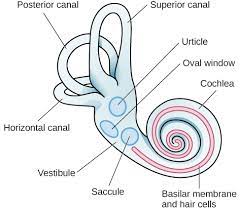<ul>
<li><strong>inner ear</strong></li>
<li>when <strong>oval</strong> <strong>window</strong> vibrates, ripples in the <strong><em></strong></em> bend hair cells, which trigger nerve impulses</li>
</ul>