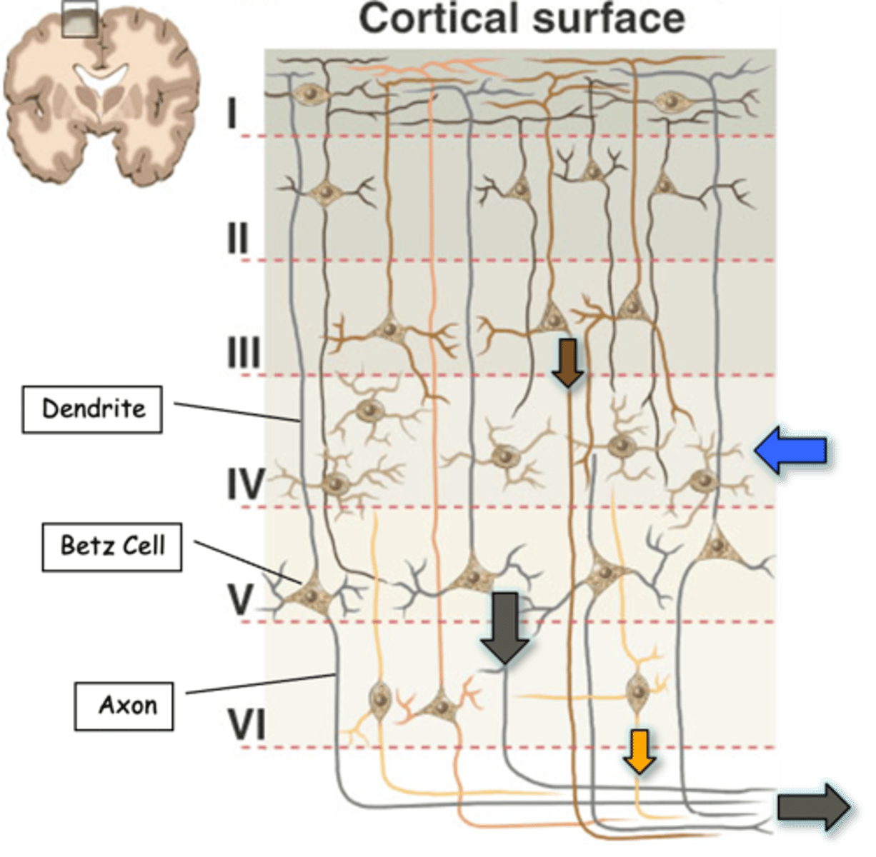 <p>Main inputs to the cortex are to __________ cells in layer IV (blue arrow)</p>