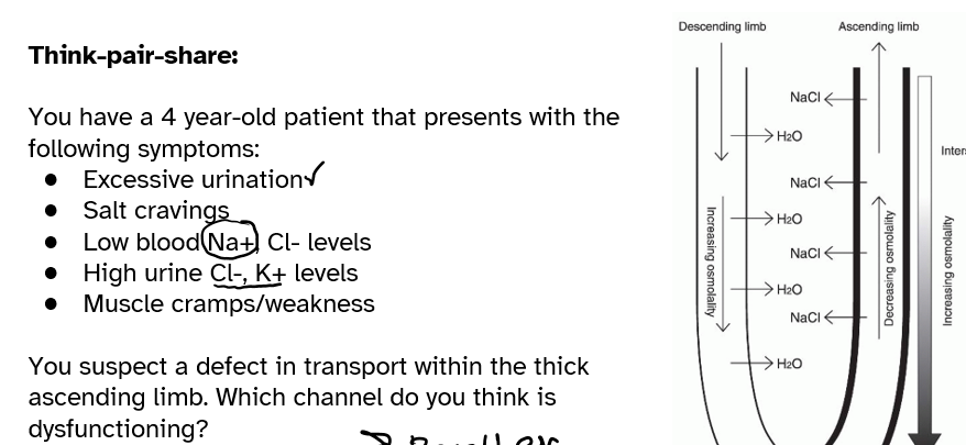 <p>aquaporin-1 — NKCC2 — Na/K-atpase</p>