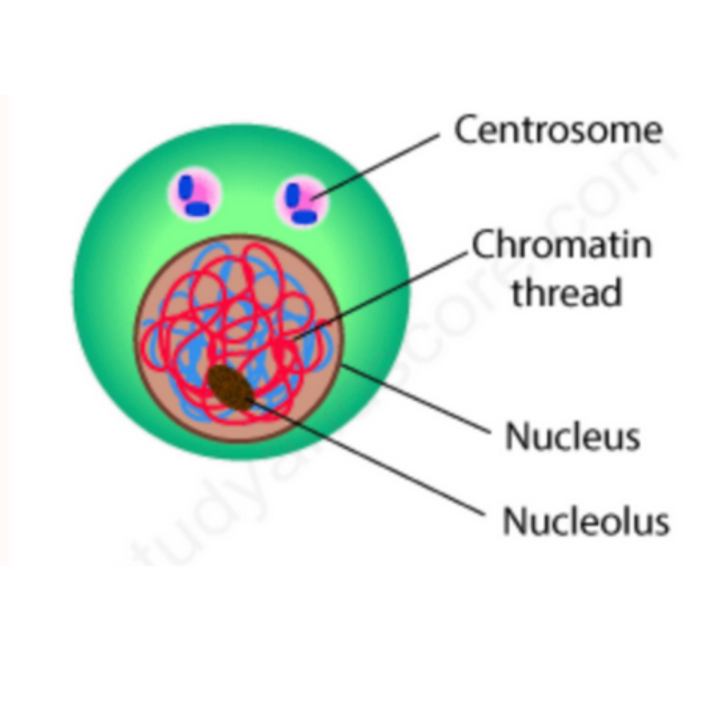 <p>What phase of interphase is this?</p>