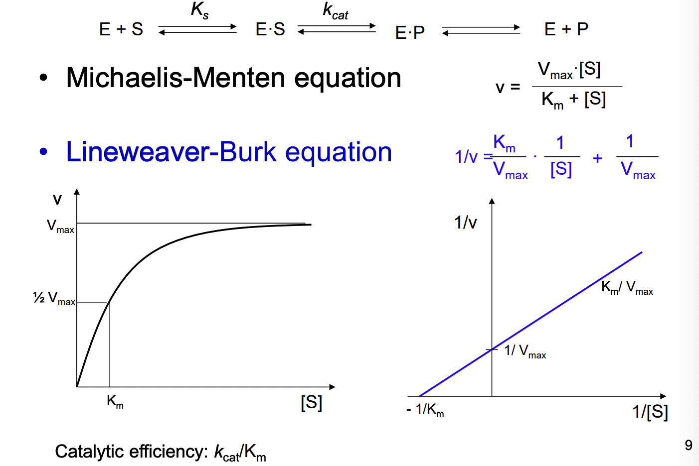 <p>michaelis-menten equation</p><p>lineweaver-burk equation</p>