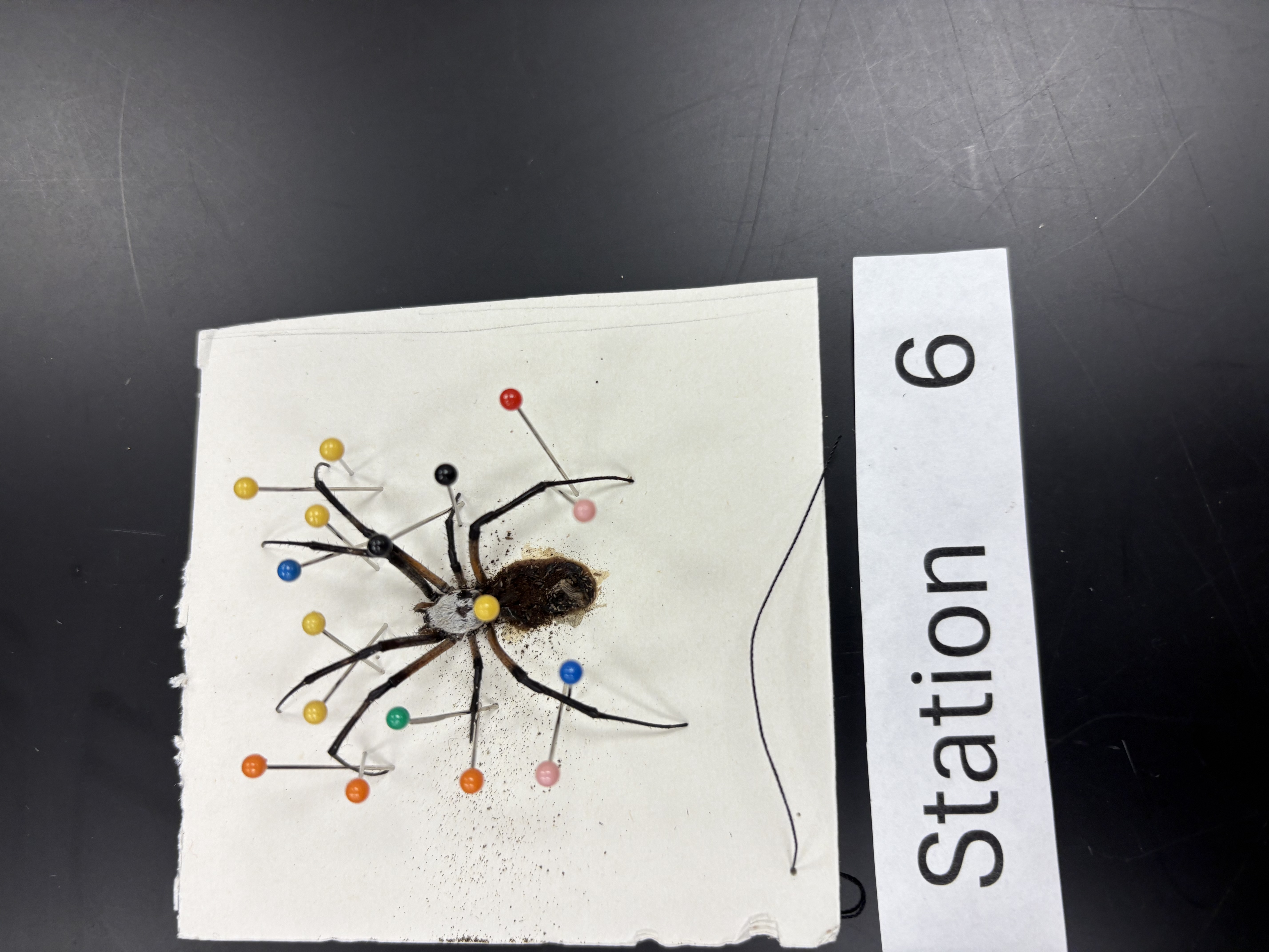 <p>name phylum, subphylum, class, order</p>