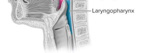 <p>Laryngopharynx</p>