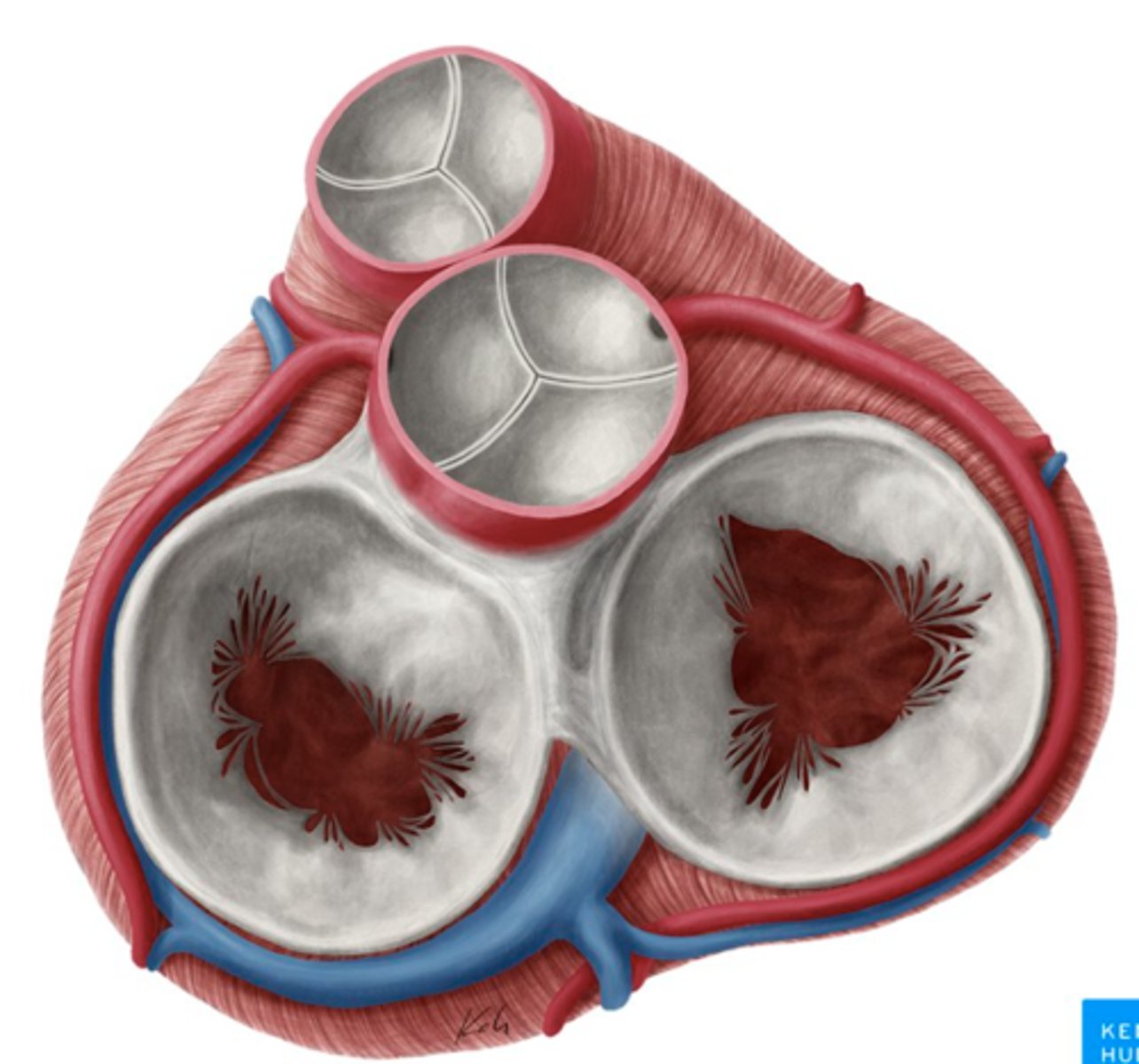 <p>By offering a defined structure for valve attachment, </p><p>aids surgeons in precisely locating and securing prosthetic </p><p>valves or repairing existing valves during cardiac surgery.</p>