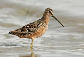 <p>forage in tight groups, freshwater, tactile receptors on bill</p>