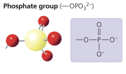 <p>—OPO32-</p><p>contributes negative charge (1 - when positioned inside a chain of phosphates; 2 - when at the end)</p><p>when attacked, confers on a mol the ability to react with water, releasing energy </p><p>compound name: organic phosphate</p>