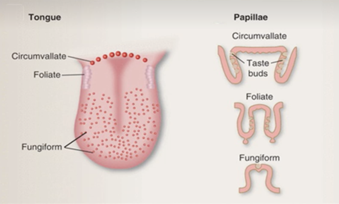 <p>The small natural bumps on your tongue which present taste buds:</p><p>3 types:</p><ul><li><p>circumvallate (largest, dark-reddish colour)</p></li><li><p>foliate (smaller, paler)</p></li><li><p>fungiform (smallest with rich blood supply = red colour. Group of taste buds on the apex)</p></li></ul><p></p>