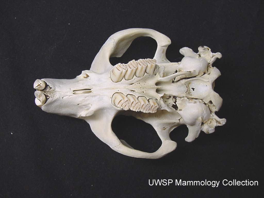 <p>North American beaver</p><p>depression in the basioccipital bone </p>