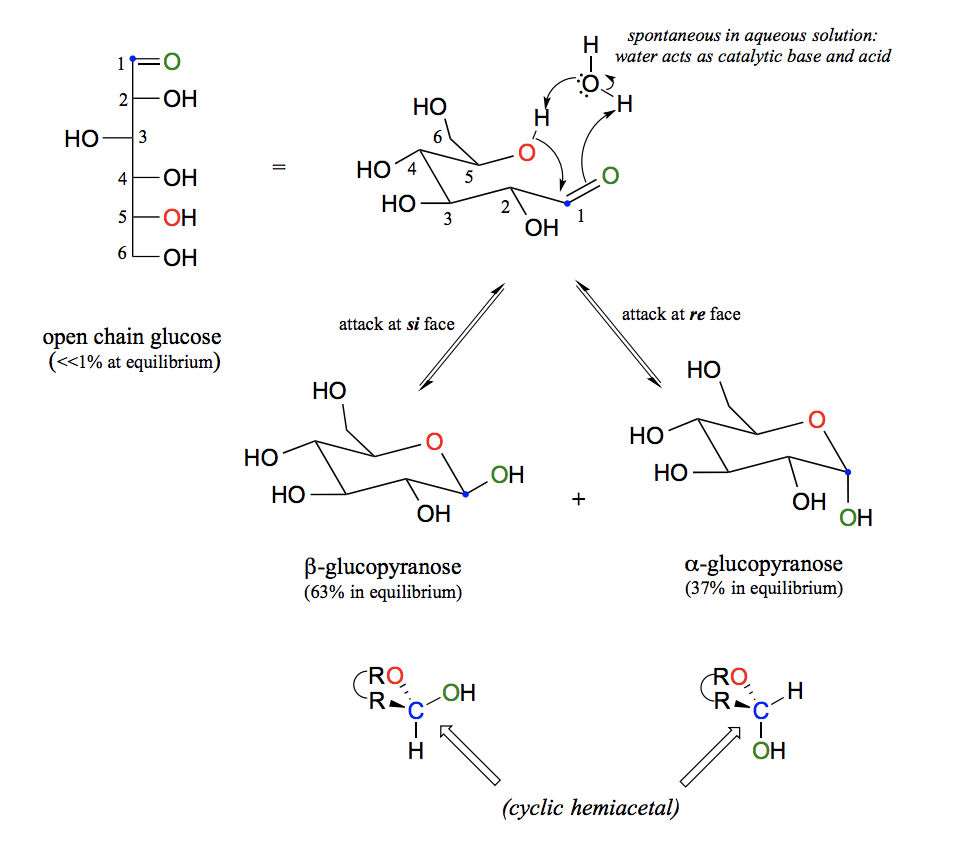 <p>Sugars of five or six carbons rapidly interconvert between straight-chain and cyclic forms. This occurs through the formation of intramolecular hemiacetals and hemiketals. Sugar cyclization reactions are not catalyzed by enzymes. The cyclic forms predominate in equilibrium. Nucleophilic attack on a planar carbonyl group can occur at either face of the plane, leading to two different stereochemical outcomes - in this case, to two different diastereomers. These are referred to as the alpha and beta anomers of the sugar. There is almost twice as much of one anomer than the other at equilibrium. This is because six-membered rings exist predominantly in the chair conformation, and that the lower energy chair conformation is that in which unfavorable interactions between substituents are minimized – in most cases, this is the conformation in which larger substituents are in the equatorial position. In the lower-energy chair conformation of the major beta anomer of glucopyranose, all of the hydroxyl groups are in the equatorial position, but in the minor alpha anomer one hydroxyl group is forced into the axial position. As a result, the alpha anomer is higher in energy, and less abundant at equilibrium.</p>