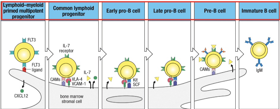 1. Lymphoid-Myeloid primed multipotent progenitor binds to FLT3 to ligand on bone marrow stromal cell to make CXCL12 and Il-7 receptor
2. CLP (on stromal cell) binds to VCAM-1 and CAM
3. Kit on B cell binds to SCF on stromal cell which activates kinase and proliferation of B cell progenitors
4. Late pro-B cell
5. Pre-B cell
6. Immature B cell release from stromal cell with IgM as receptor