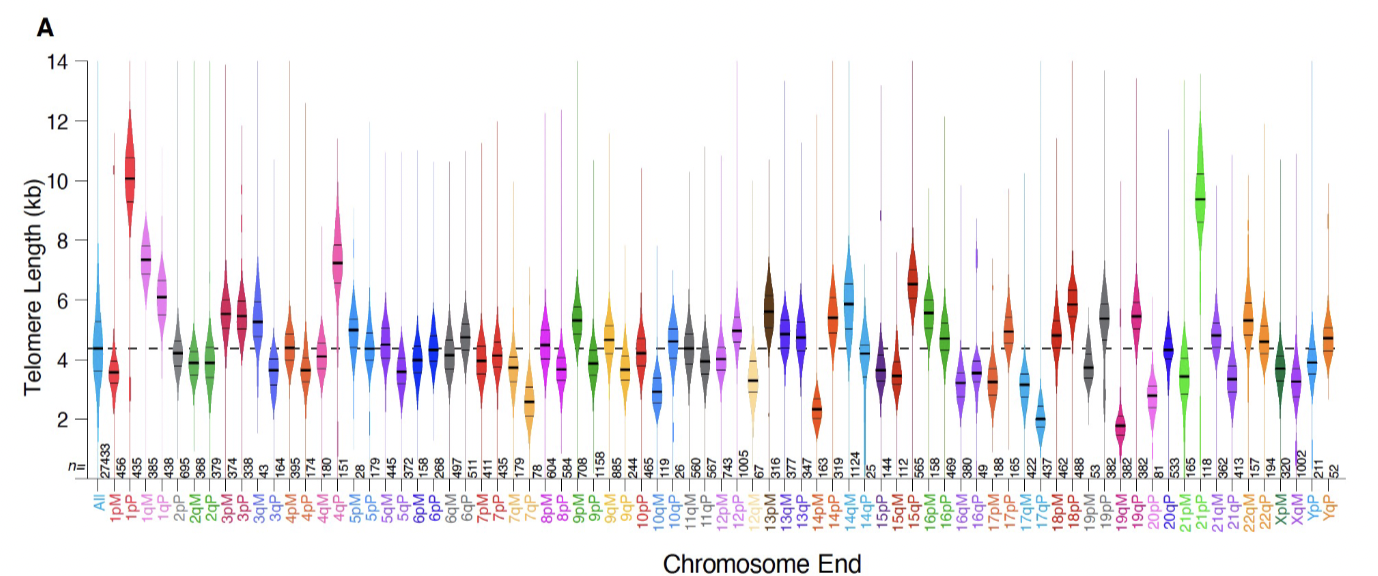 <p>to determine length of telomeres</p><p>each chromosome has a unique telomere length</p>