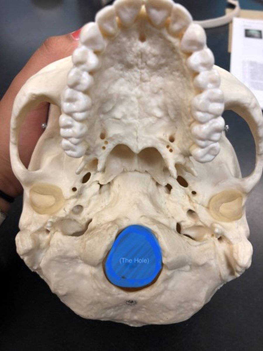 <p>Hole connecting cranial to spinal cord</p>