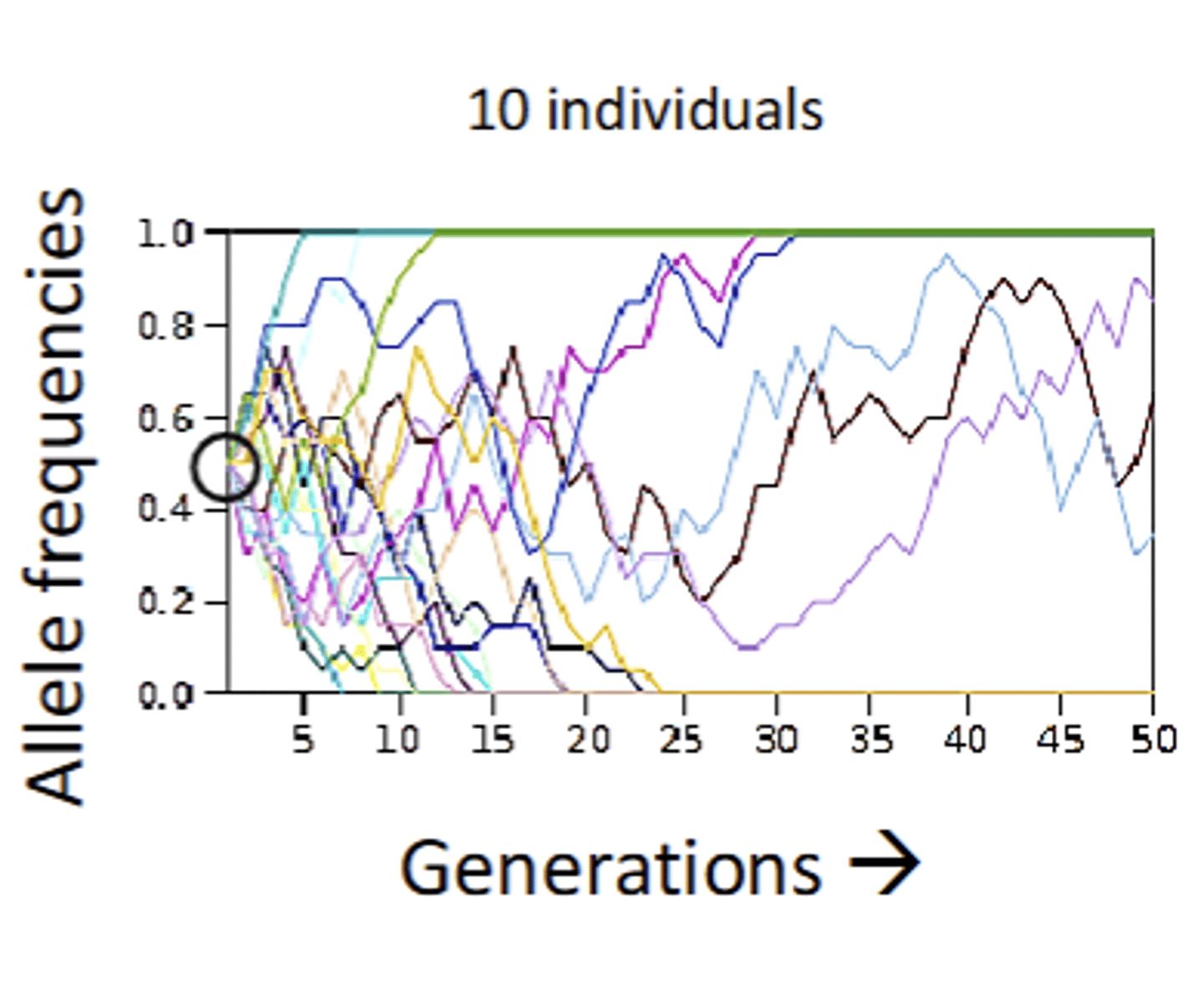<p>Many alleles lost, few still segregating(inbreeding depression?)</p><p>have more rapid changes in allele frequency and faster fixation</p>