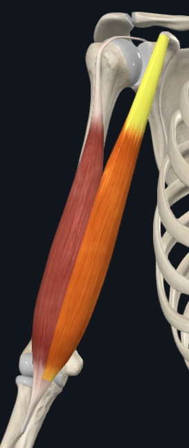 <p>Biceps brachii - Short head</p>