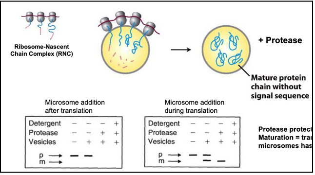 <ul><li><p>ER fragments reseal into microsomes, which retain ER functions (translocation, glycosylation, Ca²⁺ handling).</p></li><li><p>Radiolabeled precursor proteins (with signal sequences) were synthesized in vitro using ³⁵S-Met.</p></li><li><p>Protease protection assay used to test whether proteins enter microsomes:</p><ul><li><p>Protein outside → digested by protease</p></li><li><p>Protein inside → protected unless detergent is added</p></li></ul></li><li><p>Key result: Adding microsomes after translation → no protection, no signal peptide cleavage, no mature protein = no translocation.</p></li><li><p>Adding microsomes during translation → signal peptide is cleaved, mature protein appears, protease protection occurs = successful transport.</p></li><li><p>Conclusion: ER protein import requires microsomes to be present while the protein is being synthesized → transport is co-translational, not post-translational.</p></li></ul><p></p>