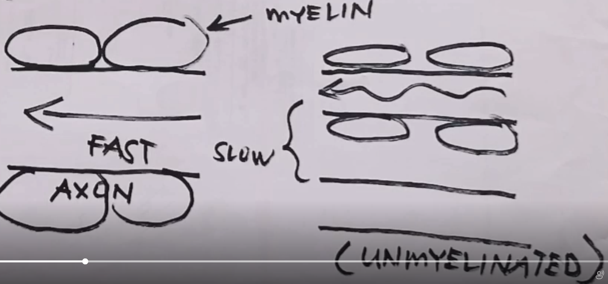<ol><li><p>The thicker the axons &amp; myelin sheath, the faster the conduction of action potential. </p></li><li><p>The thinner they are, the slower the conduction of action potential.</p></li></ol>