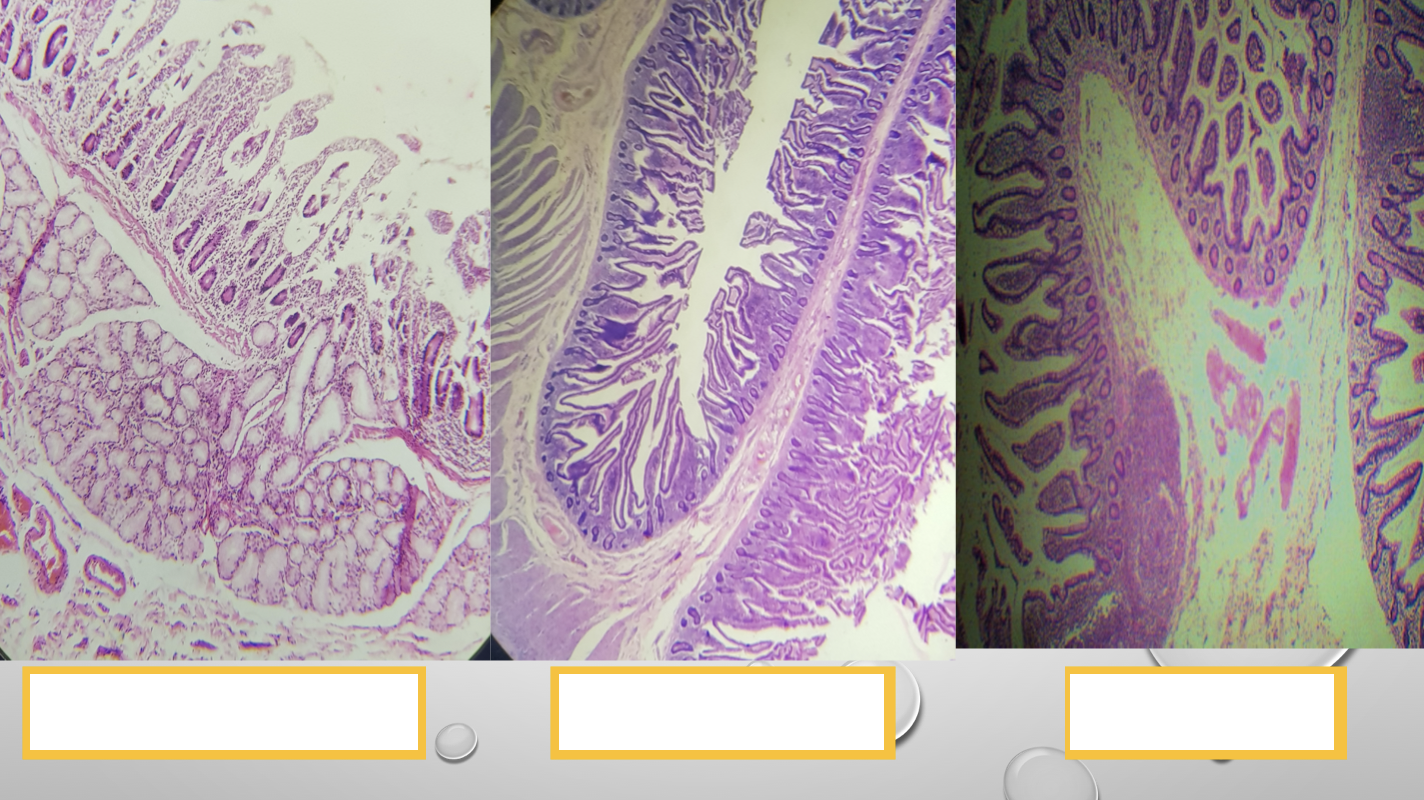 <p>Identify the three segments of the small intestine</p>