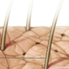 <p>Hair shaft</p>