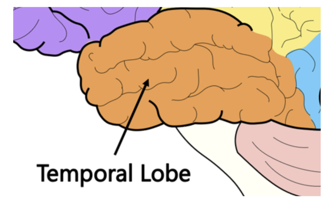 <p><span style="background-color: transparent;"><span>The lobe that processes auditory information</span></span></p>