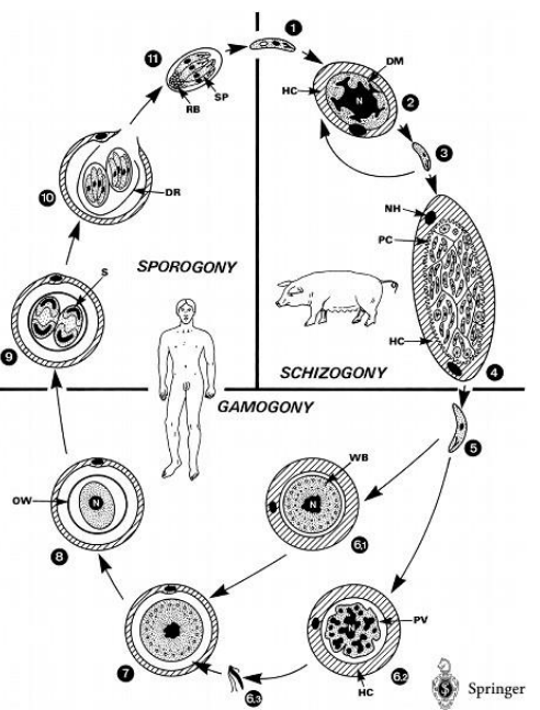 <p>This is the life cycle of?</p>