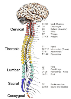 <ul><li><p>Part of CNS</p></li><li><p><span style="background-color: transparent;"><span>Conduit for signals between the brain and the rest of the body. </span></span></p></li><li><p><span style="background-color: transparent;"><span>Controls simple musculoskeletal reflexes without input from the brain.</span></span></p></li><li><p><span style="background-color: transparent;"><span>Some cells of the central nervous system are so specialized that they cannot divide and create new cells. </span></span></p><ul><li><p><span style="background-color: transparent;"><span>As a result, recovery from a brain or spinal cord injury is much more difficult.</span></span></p></li></ul></li></ul><p></p>