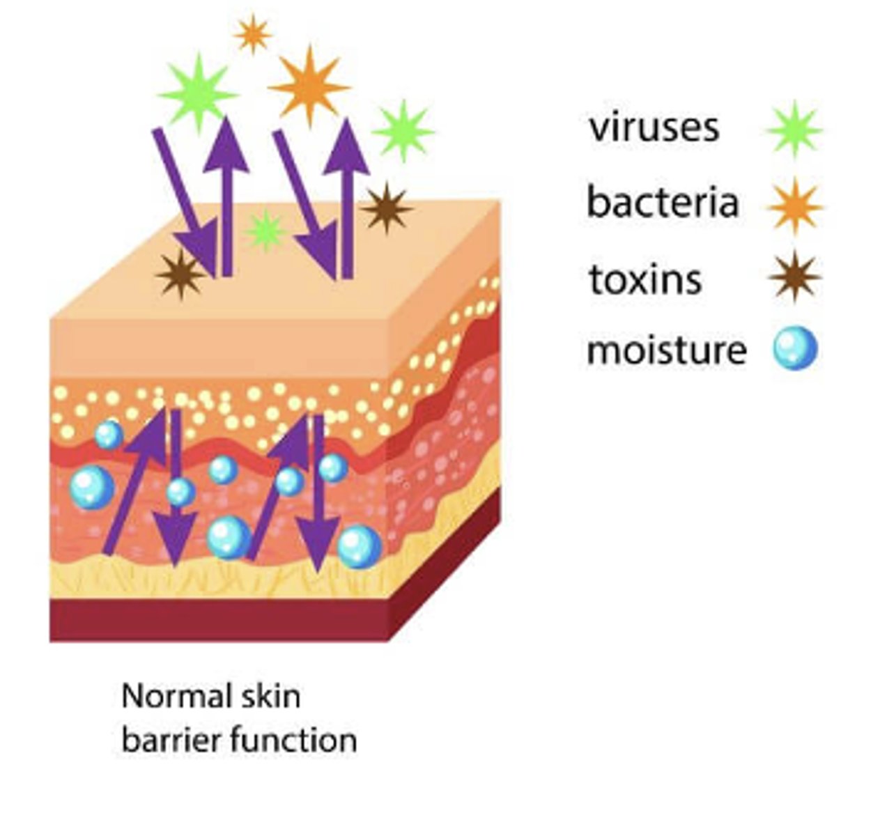 <p>protection, prevents penetration, perception, temperature regulation, identification, communication, wound repair, absorption and excretion, production of vitamin D</p>