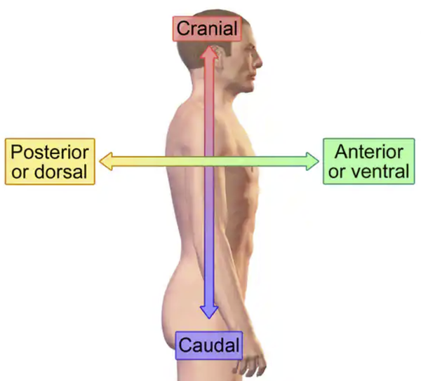 <ul><li><p>the area forward from (or under) the spinal cord, anything pertaining to the belly area.</p></li><li><p> front </p></li><li><p>(example, the kneecap is located on the anterior side of the leg)</p></li></ul><p></p>