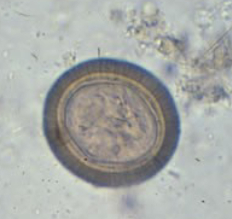 <p>usually small so find adult in GI of dogs or cats</p>