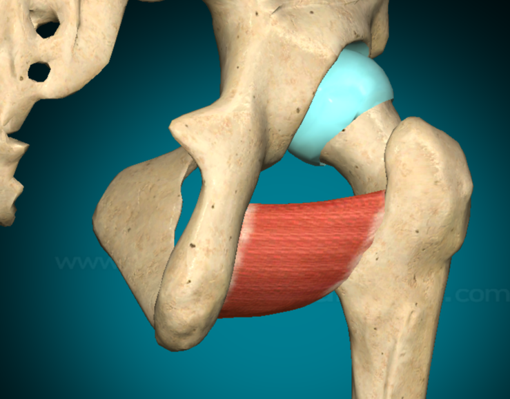 <p><strong>MUSCOLO QUADRATO DEL FEMORE</strong></p>