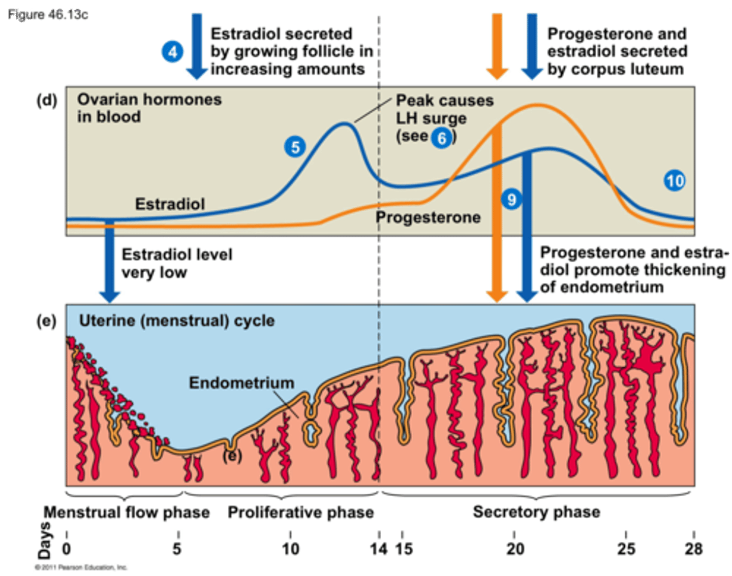 <p>Prepare lining of uterus (endometrium) for blastocyst</p><p>Endometrium remains 9 days after ovulation</p>