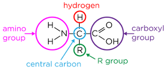 what is the structure of an amino acid?