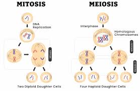 <p>when genetic cells proliferation (divide) </p>