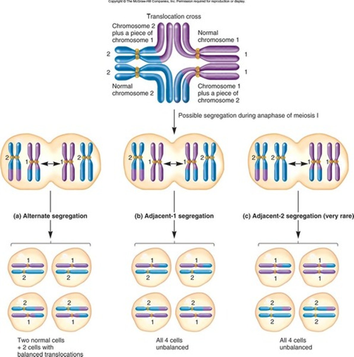 <p>The structure that is formed when the <strong>chromosomes of a reciprocal translocation attempt to synapse during meiosis.</strong> This structure contains two normal (nontranslocated chromosomes) and two translocated chromosomes.</p><p>These chromosomes form a translocation cross because their homologous regions are pairing with each other.</p><p></p><p>A total of eight chromatids are found within the cross.</p><p></p><p>3 results are possible</p><p><strong>1)</strong> <strong>alternate segregation</strong>- one daughter cell receives 2 normal chromosomes, and the other cell gets 2 translocated chromosomes. then after meiosis II- 4 haploid cells are produced- 50% normal and 2 have reciprocal balanced translocations</p><p><strong>2) adjacent-1 segregation</strong> happens when adjacent chromosomes (one with each type of centromere) segregate into the same cell. After meiosis II all 4 haploid daughter cells are genetically unbalanced. <em>Usually, these haploid cells are not viable (leading to </em><strong><em>semisterility)</em></strong></p><p><strong>3) adjacent-2 segregation</strong> (very rare) the centromeres do not segregate as they should and so one daughter cell receives both copies of one chromosome and the other d.c. gets the other chromosome. after meiosis II- 4 haploid abnormal cells have unbalanced combination of chromosomes.</p>