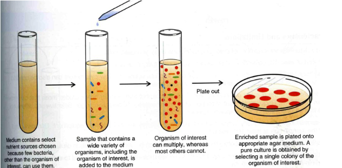 <p>Specially designed medium that allows one organism to grow better than others and is used to isolate one particular species of organism from a mixed sample.</p>