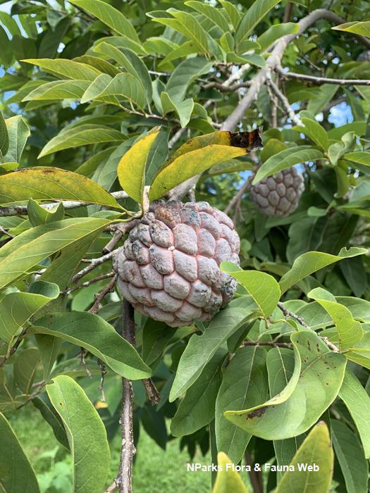 <p>Biological Origin: <strong><em>Annona squamosa</em> L. (Annonaceae)</strong></p><p>Common Name: <strong><u>Atis</u></strong>/<strong>Sugar apples</strong></p><p>Part used: <strong>Seed, Leaf, Fruit</strong></p><p>Medicinal use:</p><p>Seed</p><ul><li><p><strong>fish posion</strong></p></li><li><p><strong>ingredient in a paste to abolish lice</strong></p></li></ul><p>Leaf</p><ul><li><p><strong>Pacify bols, ulcers and other skin diseases</strong></p></li><li><p><strong>Muscles aches</strong></p></li><li><p><strong>Fever</strong></p></li></ul><p>fruit</p><ul><li><p><strong>Sedative</strong></p></li></ul><p>Secondary metabolites:</p><p>Seed</p><ul><li><p><strong>Alkaloid</strong></p></li><li><p><strong>Polyketides (Acetogenins)</strong></p></li><li><p><strong>Steroids</strong></p></li></ul><p>Leaf</p><p><strong>● Alkaloid (Aporphines, Benzylisoquinolines) ● Terpenes (Sesquiterpene) ● Polyketides (Endoperoxides (Germacrene D))</strong></p><p>Fruit</p><ul><li><p><strong>Terpenes (α-Pinene, Limonene, Sabinene)</strong></p></li></ul>