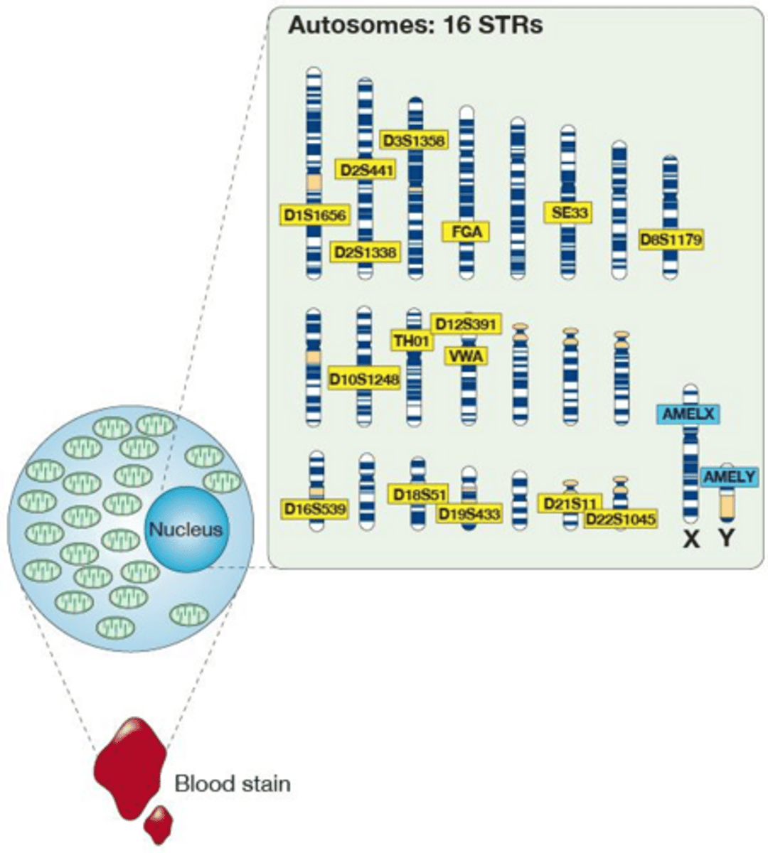 <p>It is used to determine the biological sex of the sample donor.</p>