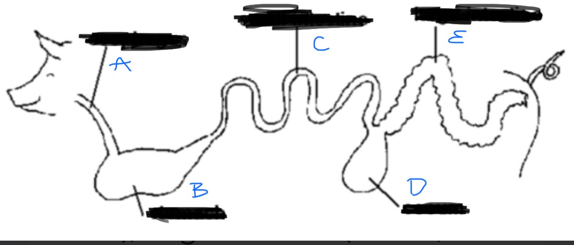 <p>Simple Digestion </p>