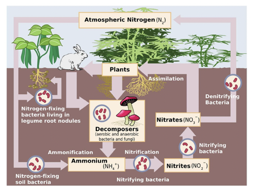 <p>nitrogen cycle</p>